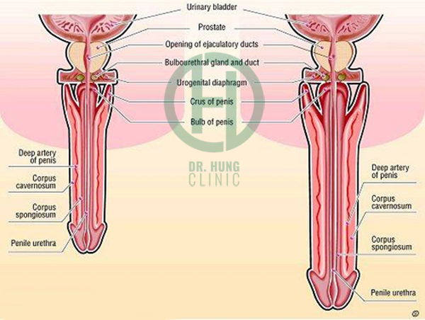 Thuốc tăng kích thước dương vật nào tốt nhất, thành phần, công dụng và giá bán như thế nào?