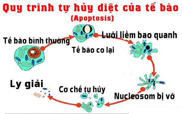 Hợp chất Fucoidan mang lại niềm hy vọng cho bệnh nhân ung thư