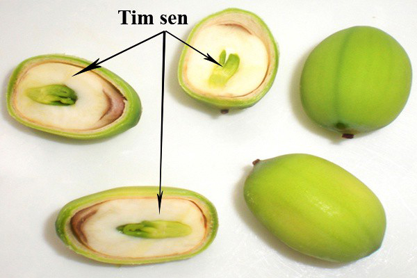 Các bài thuốc sử dụng tâm sen chữa bệnh cho hiệu quả cao